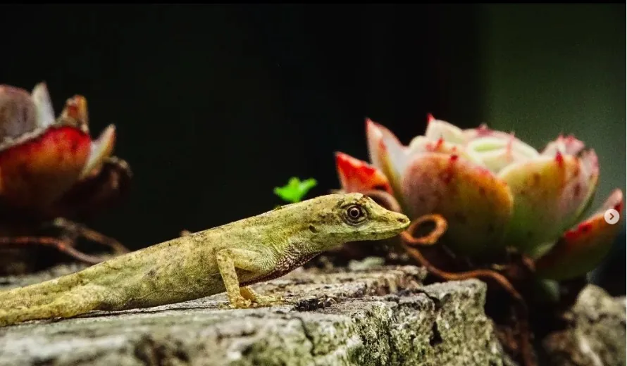 Anolis sulcifrons registrado en Curigua Nature