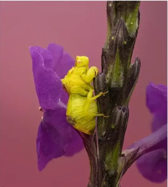 Pequeño artrópodo amarillo sobre una flor púrpura en Curigua Nature