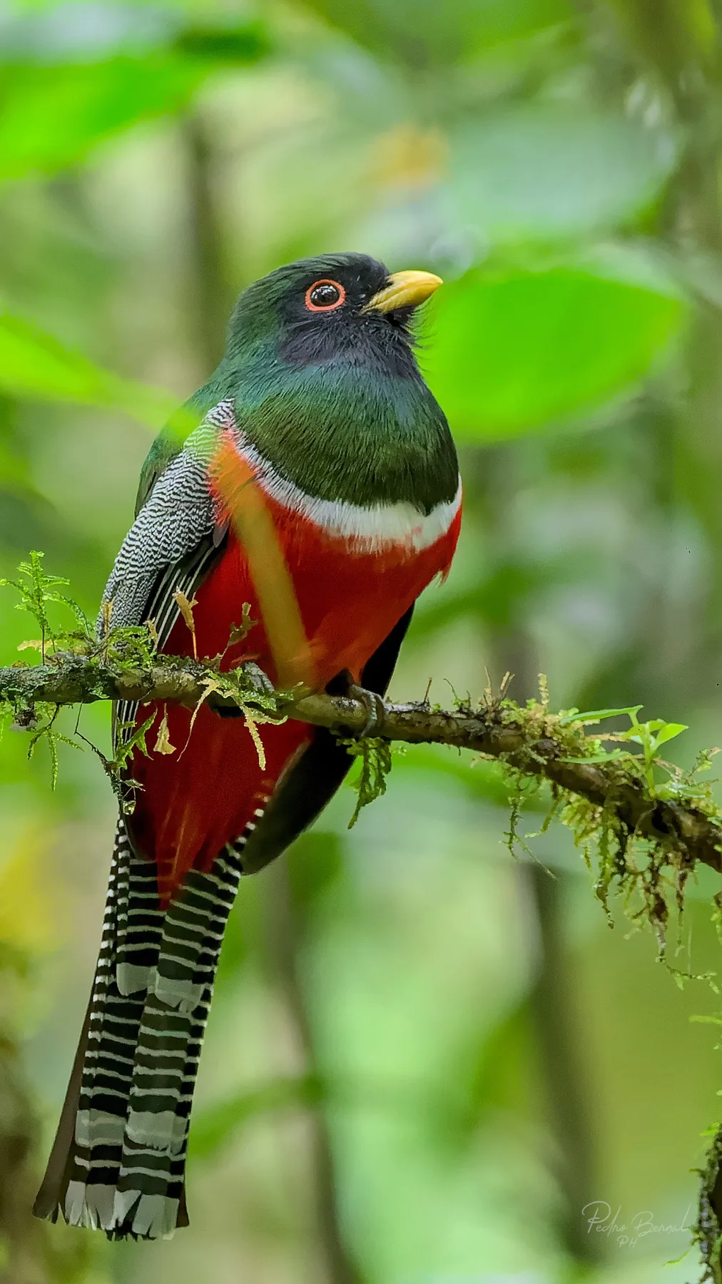 Ave en Curigua Nature
