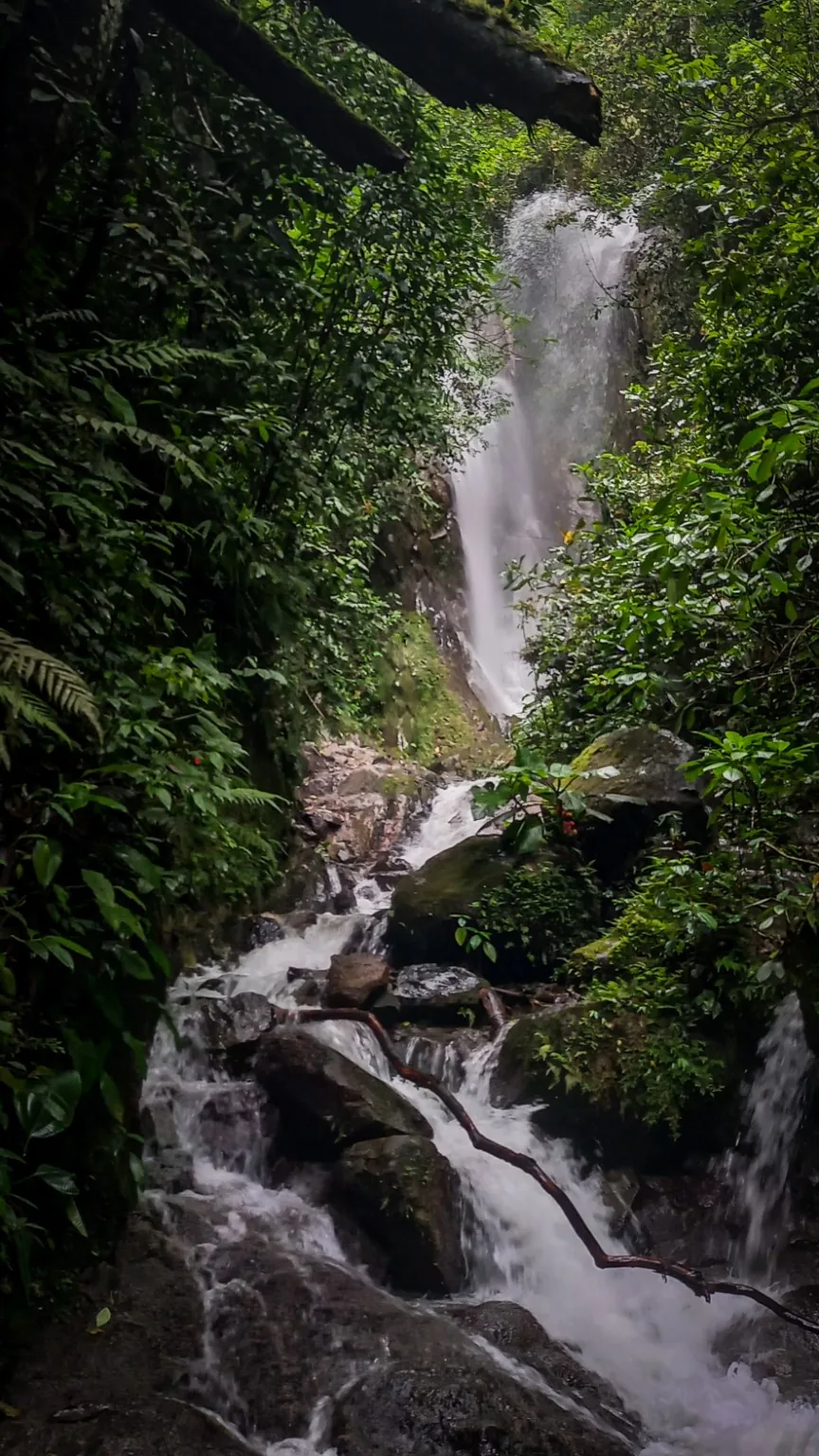Cascada rodeada de bosque en Curigua Nature