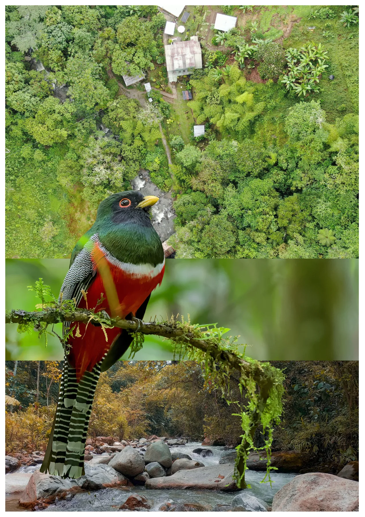 Collared Trogon en Curigua Nature