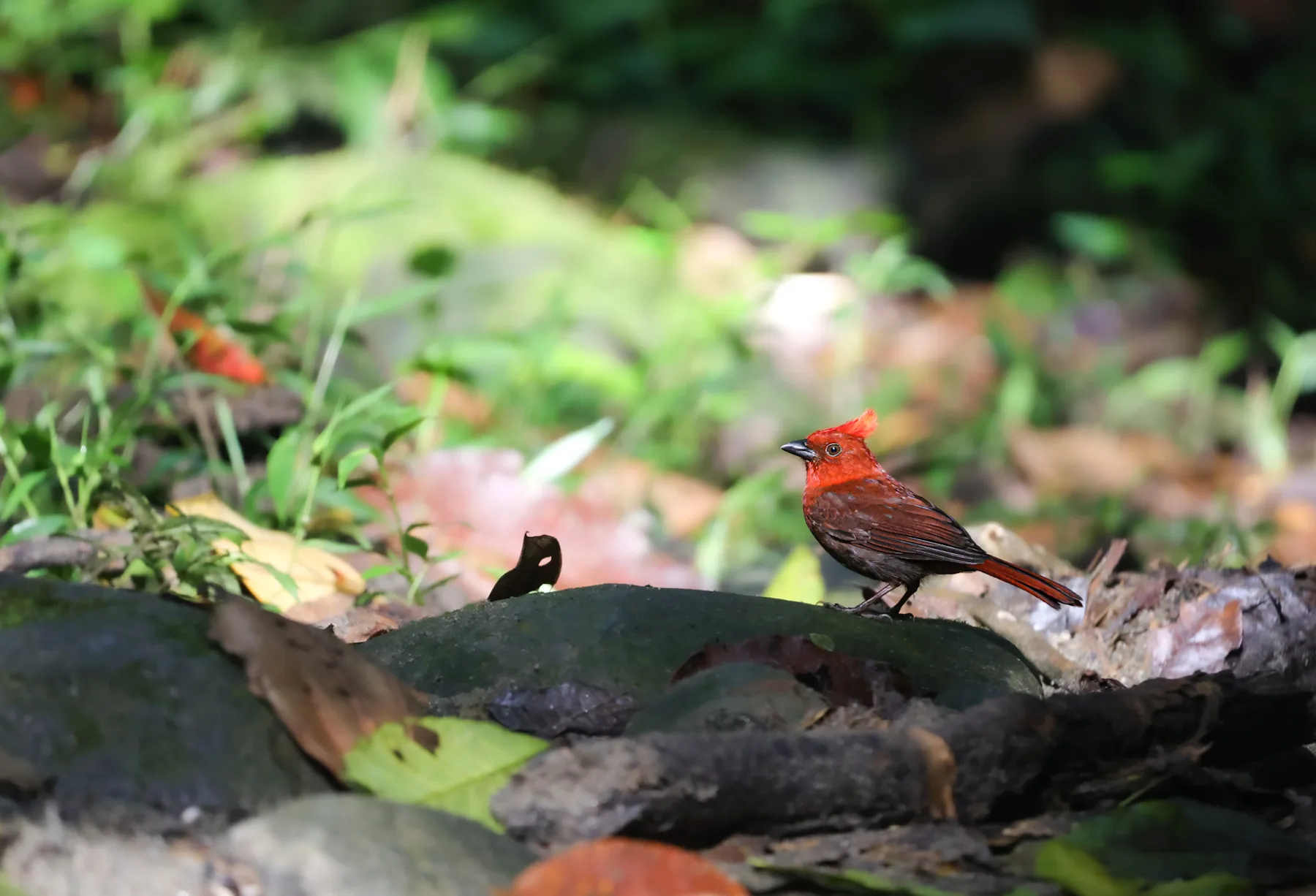 Crested Ant-Tanager en Curigua Nature