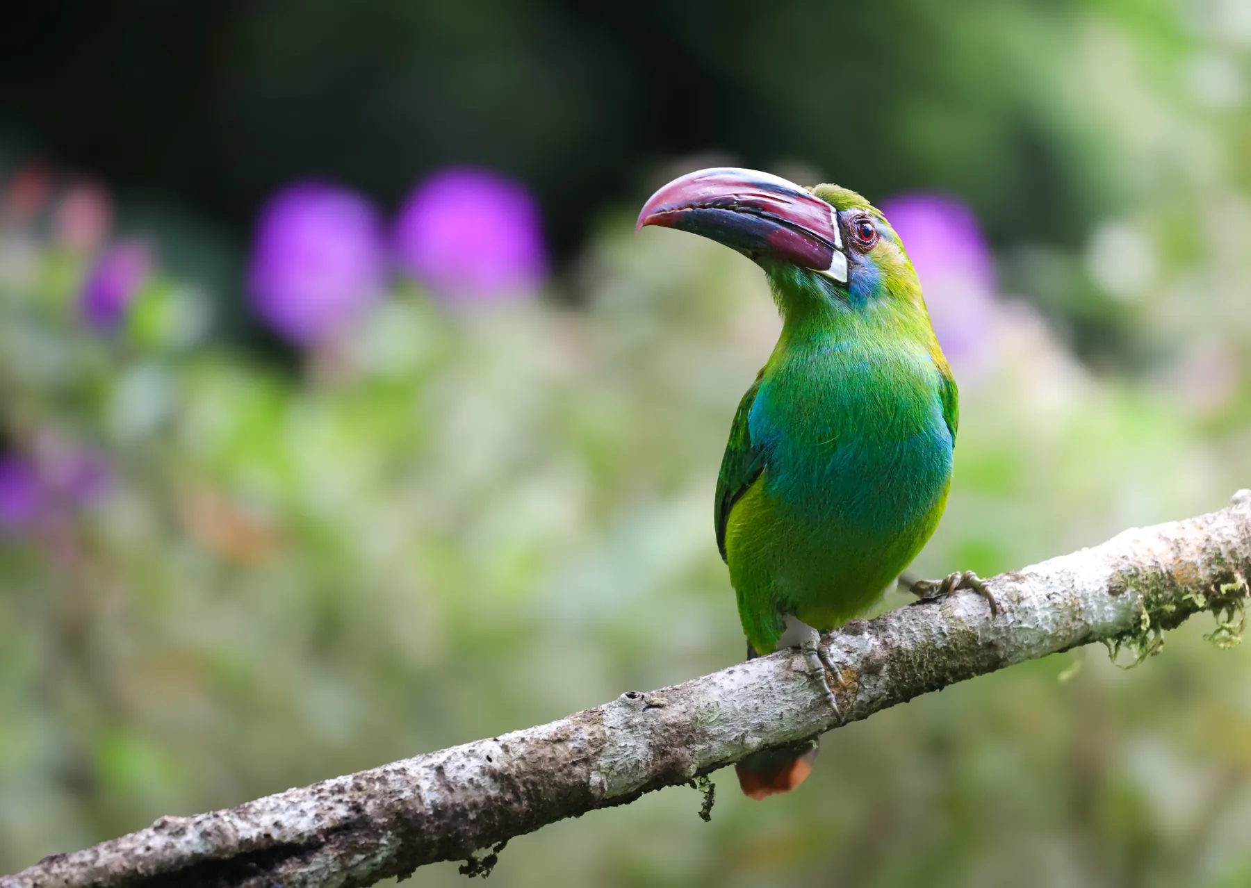 Crimson-rumped Toucanet en Curigua Nature