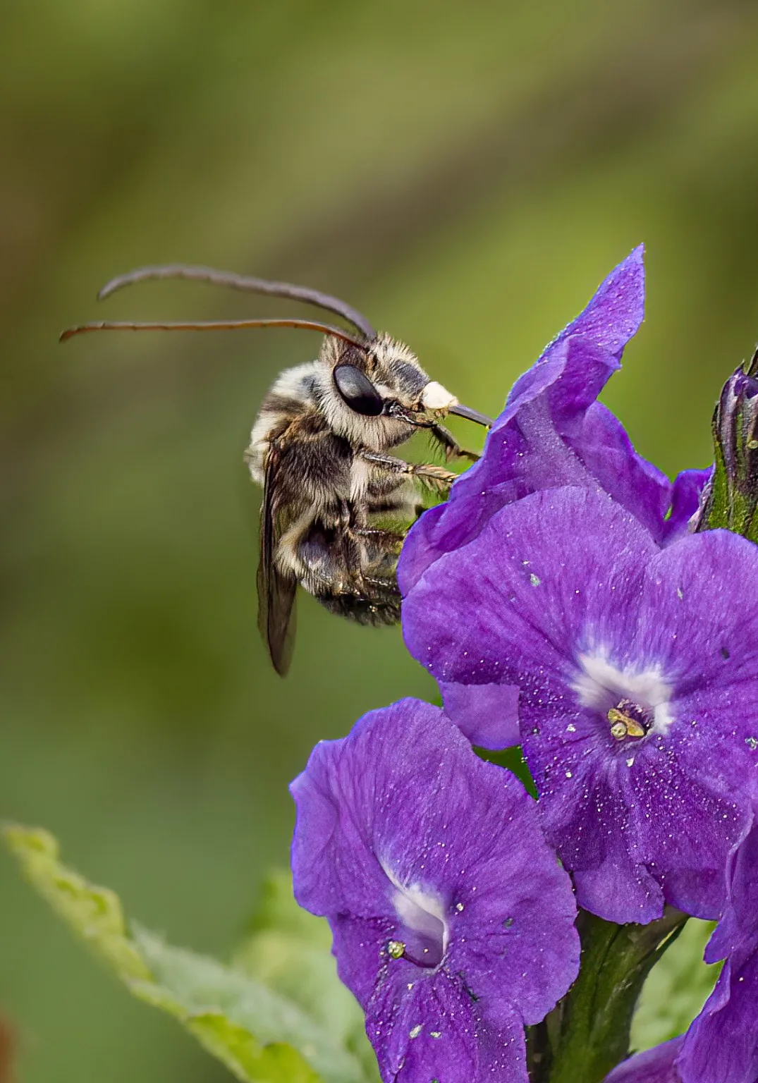 Flores e insectos en escenas llenas de detalle.