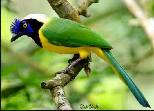 Green Jay en Curigua Nature