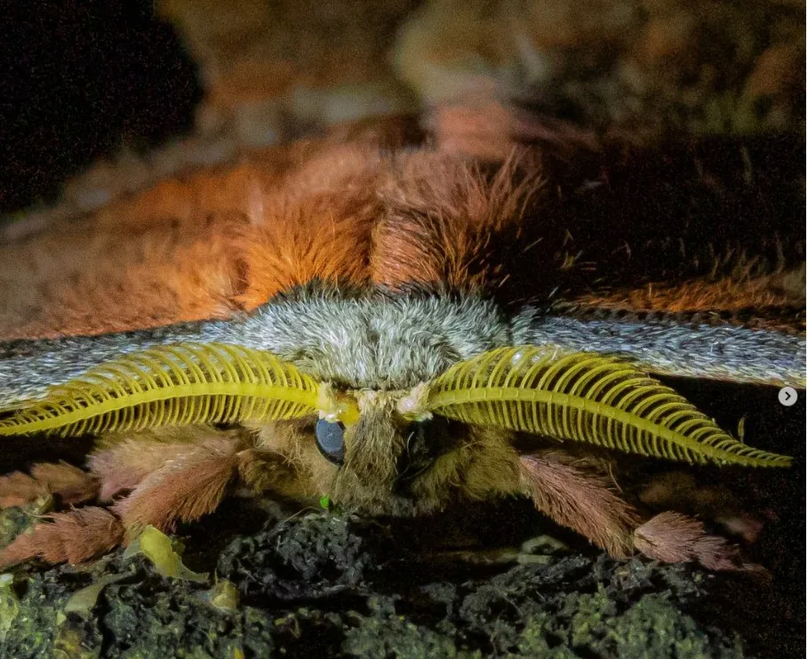 Polilla de la familia Saturniidae en Curigua Nature