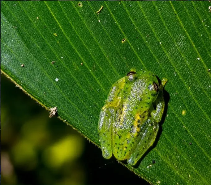 Rana de cristal registrada en Curigua Nature
