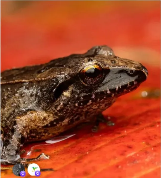 Rana de lluvia registrada en Curigua Nature