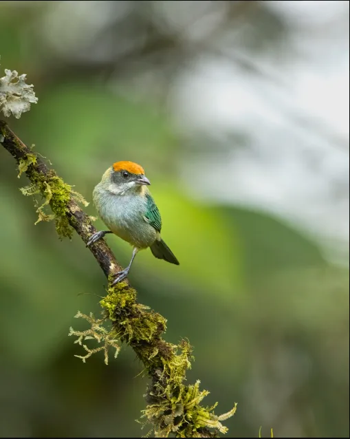 Scrub Tanager en Curigua Nature