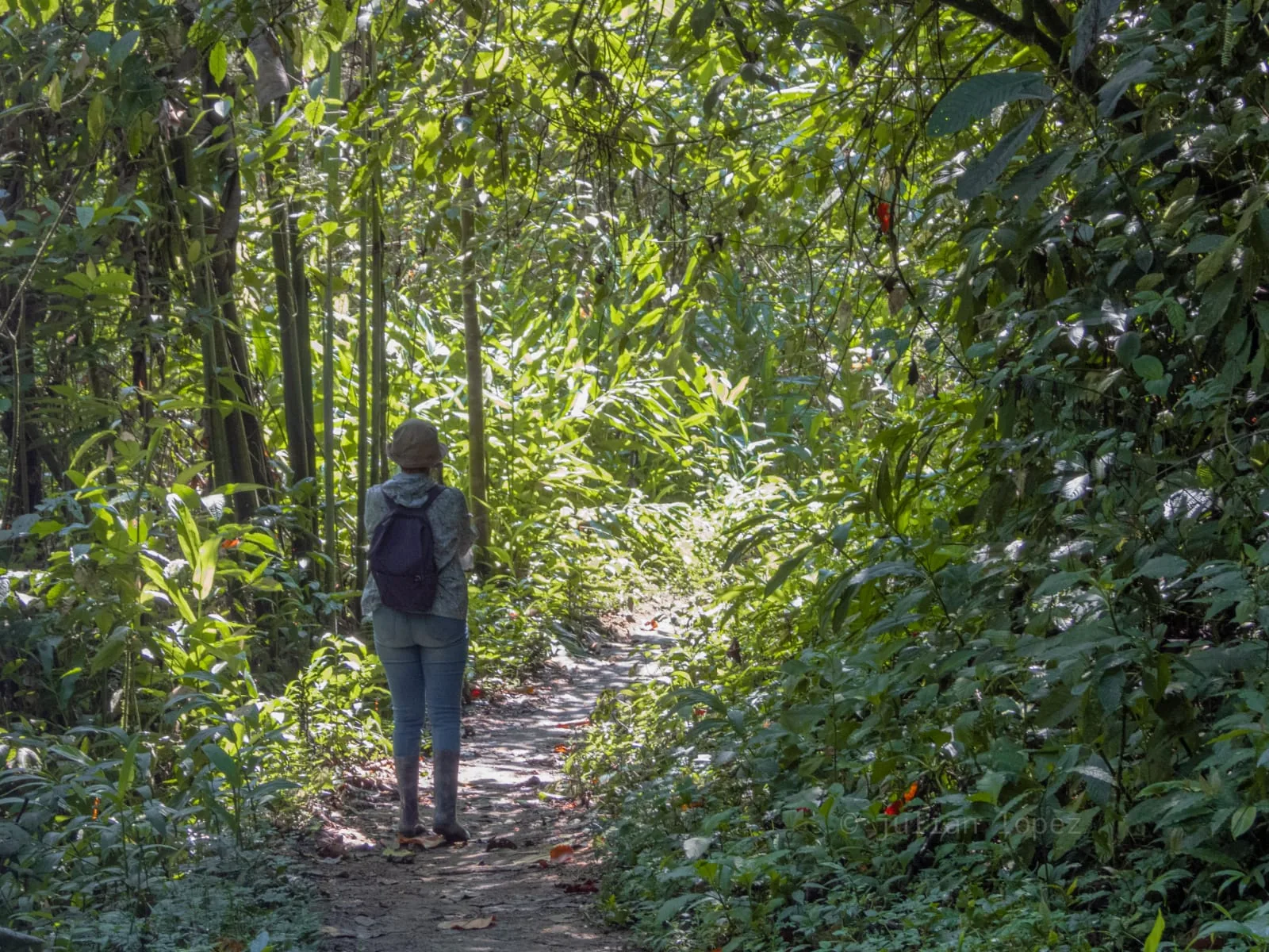 Recorrido por senderos de bosque en Curigua Nature