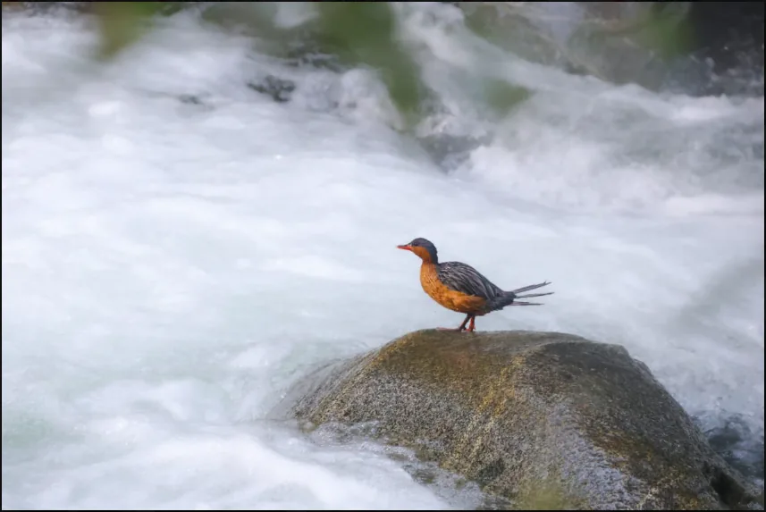 Torrent Duck en Curigua Nature